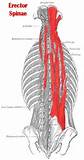 Si Joint Core Muscles Photos